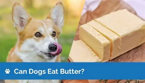 ¿Pueden los perros comer mantequilla? ¡Lo que necesitas saber