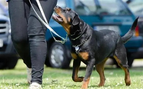 entrenamiento de perros al aire libre