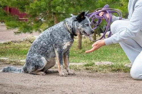 entrenament-Australian-Bottle-Dog_lara-sh_shutterstock