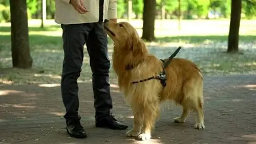 COVID sniffing Dogs: apmācība un efektivitāte