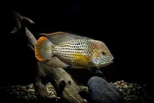 zaļais terors cichlids