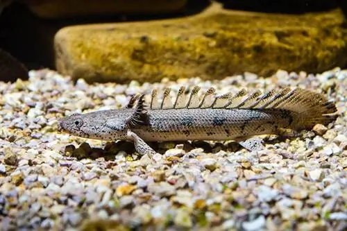 Banded Bichir Fish