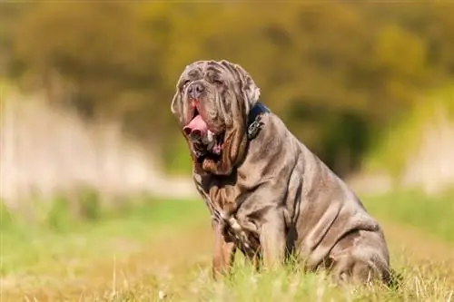 Açık havada oturan Napoliten Mastiff