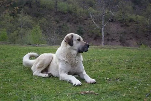 anjing gembala Anatolia di rerumputan