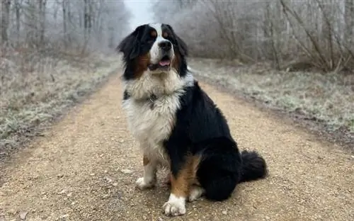 Anjing Gunung Bernese di luar ruangan