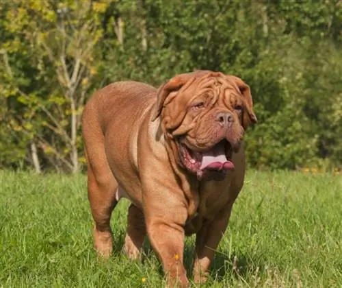 çimenlerin arasında duran dogue de bordeaux köpek