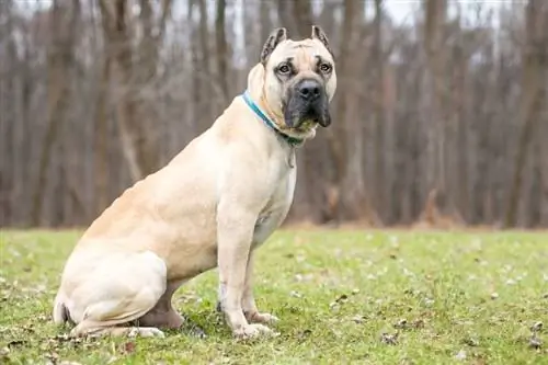 Açık havada oturan kırpılmış kulaklı açık kahverengi renkli Cane Corso mastiff köpeği