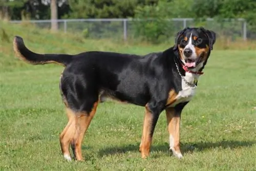 çimenlerde daha büyük İsviçre dağ köpeği