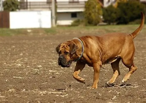 Boerboel