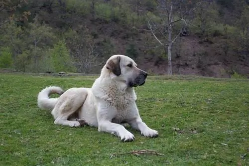 Çim otlak üzerinde oturan kangal çoban köpeği