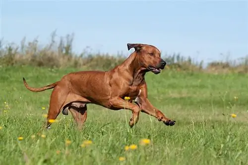 Ridgeback Rhodesian berlari di padang rumput