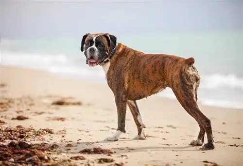 kum üzerinde dişi boksör köpek