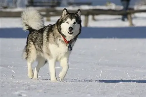 Malamute d'Alaska