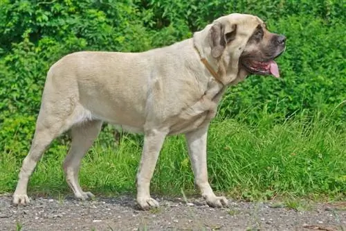 mastiff Inggris