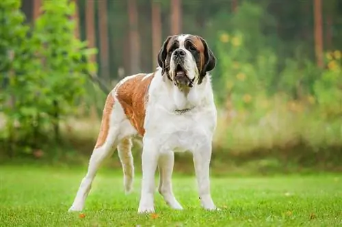 chien saint bernard debout sur la pelouse