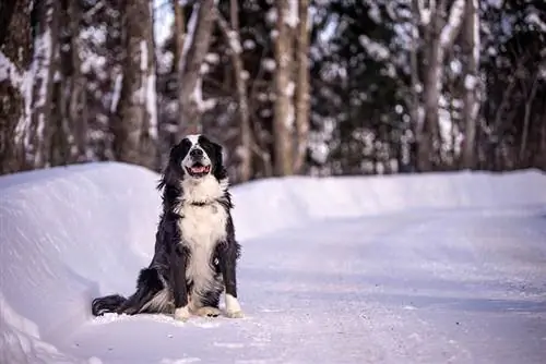 terre-neuve mélange bernois assis sur la neige