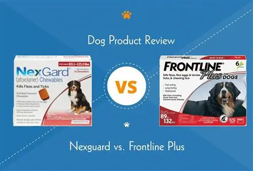 Nexgard vs. Frontline: qual tratamento contra pulgas & é melhor?