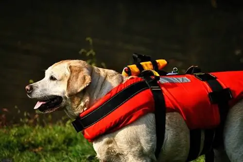 perro de rescate de agua