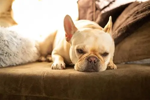 een crèmekleurige franse bulldog die op een bank rust