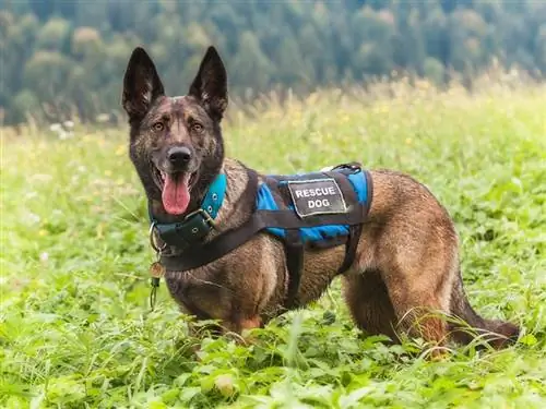 Bagaimana Mencari dan Menyelamat Anjing Mencari Yang Terselamat? Jenis Latihan