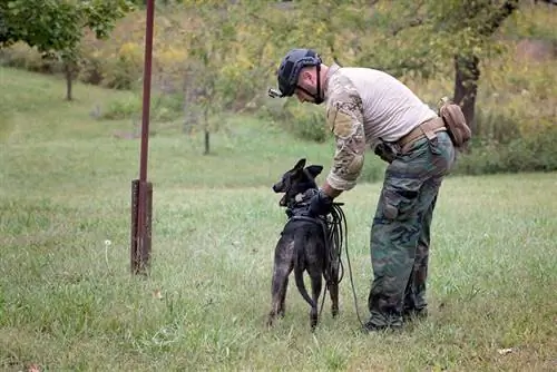 adiestrador de perros preparando al perro para una pista