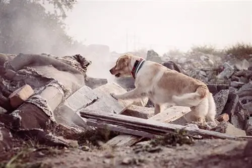 anjing mencari dan menyelamat mencari mangsa yang terselamat selepas gempa bumi