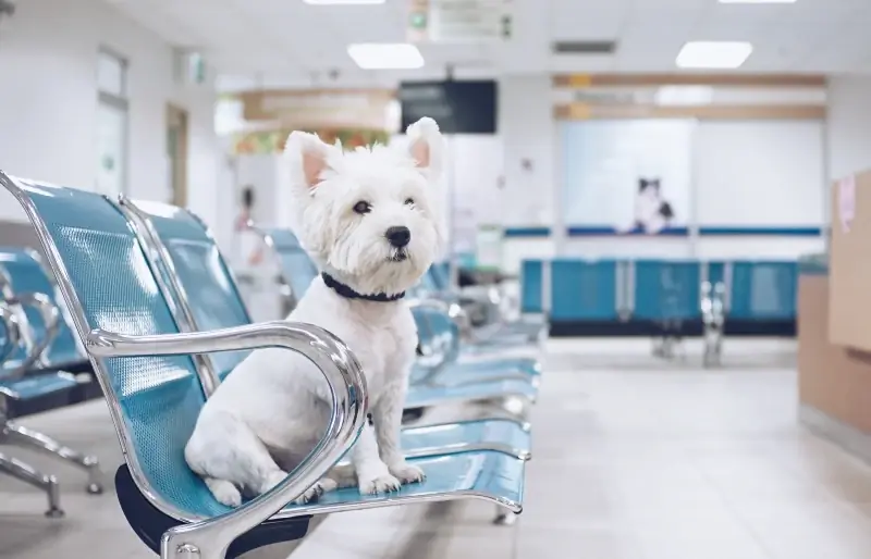 Qeni i bardhë terrier i malësisë perëndimore i ulur në stol metalik në klinikën veterinare