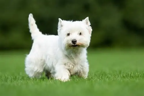 West Highland White Terrier pies na trawie