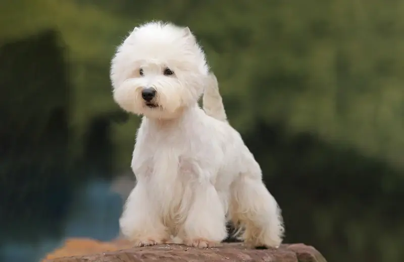 pies west highland white terrier stojący na zewnątrz