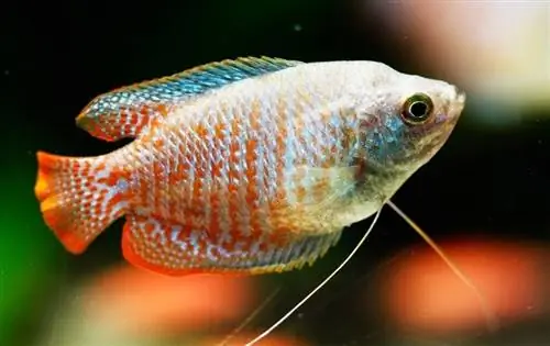 Nano-gourami