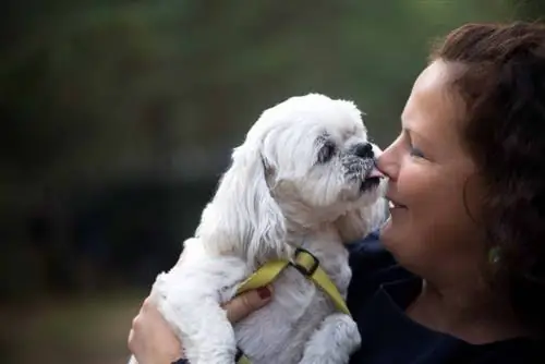 cane shih tzu bianco che lecca il proprietario sul naso