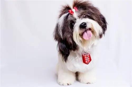 Shih Tzu