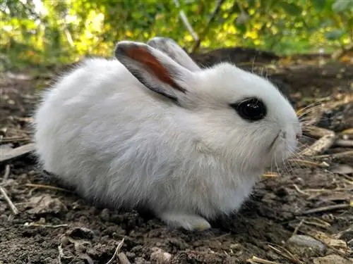 Dwarf Hotot kani maassa