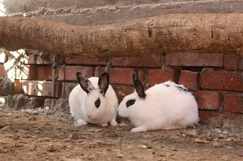 Dos conejos hotot enanos