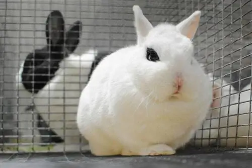 Dwarf Hotot Rabbit: bilder, vårdguide, livslängd & Egenskaper