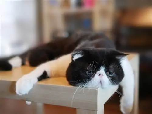 gato de pelo corto acostado en la mesa, luciendo triste