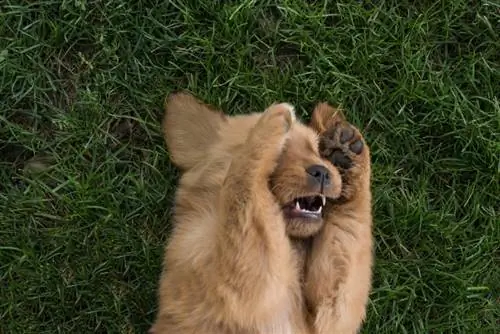 Anak anjing coklat yang lucu berbaring di rumput