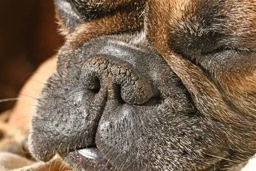 Torr brachycephalic hundnäsa med smala näsborrar av en fransk bulldogg