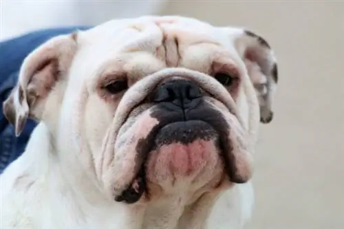 Bulldog anglès blanc