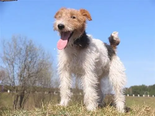 Szorstkowłosy Fox Terrier mrużąc oczy w słońcu