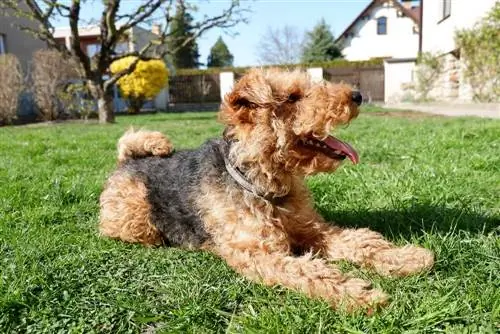 Welsh Terrier nje