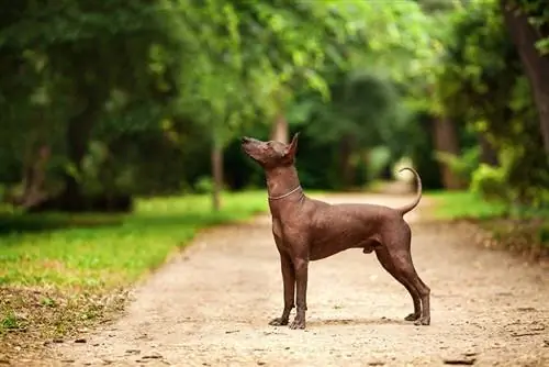 Xoloitzcuintli šķirnes meksikāņu kailais suns