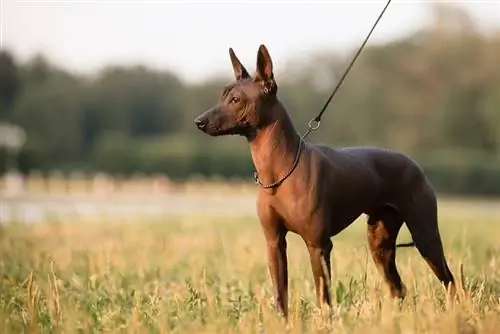 Xoloitzcuintli audzē meksikāņu kailu suņus