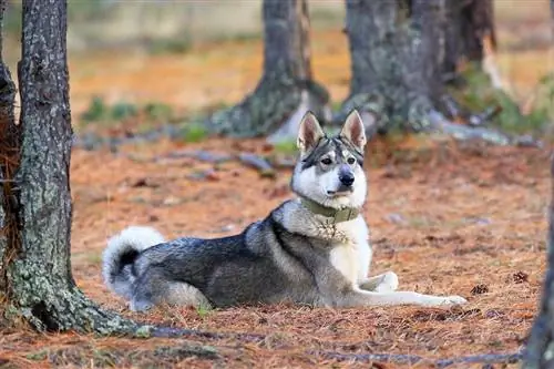 Laika ya Siberia ya Magharibi