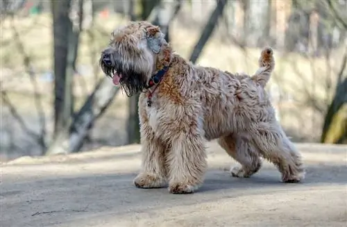 Terrier ya Ngano Iliyopakwa Laini