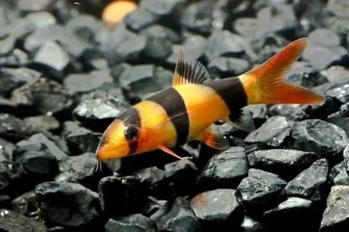 Yoyo Loach