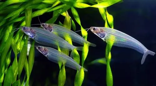 Glaswels im Aquarium