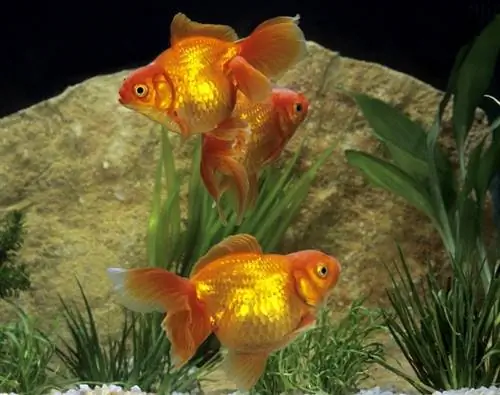 ryukin goldfish