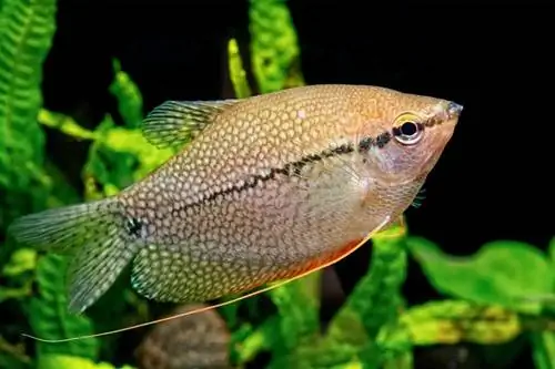 Gourami de perles