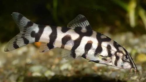 10 հիանալի տանկային ընկերներ Yoyo Loaches-ի համար (Համատեղելիության ուղեցույց 2023)